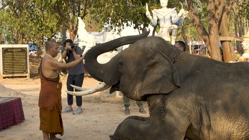 Elephant