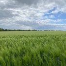 Crop Field