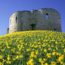 Clifford Tower Daffodils