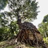 Sambor Prei Kuk Cambodia