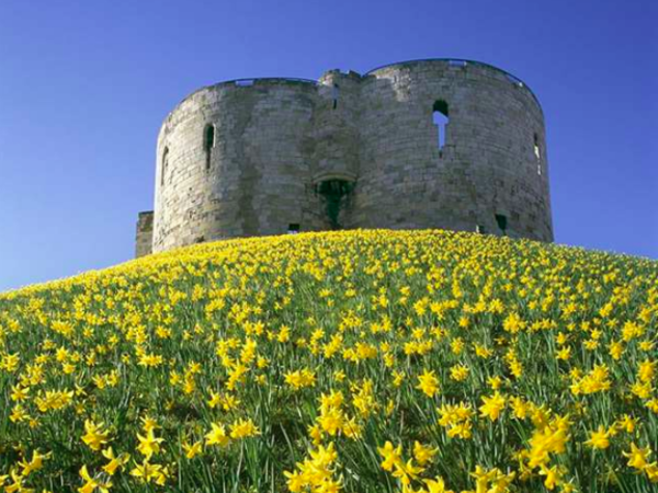 Clifford Tower Daffodils